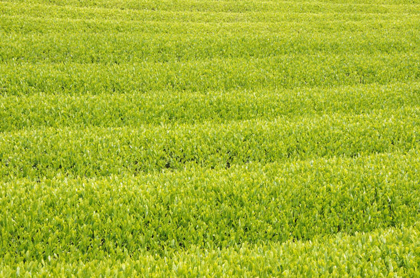 无人,农田,横图,俯视,室外,白天,旅游,度假,幸福,庄稼,农作物,美景,茶,静冈县,日本,亚洲,阴影,朦胧,模糊,光线,影子,景观,茶叶,娱乐,茶园,阳光,自然,享受,休闲,温馨,景色,放松,乐趣,提神,舒适,自然风光,醒脑,东亚,本州,本州岛,日本国,中部地方,静冈,彩图,高角度拍摄,耕地,庄稼田