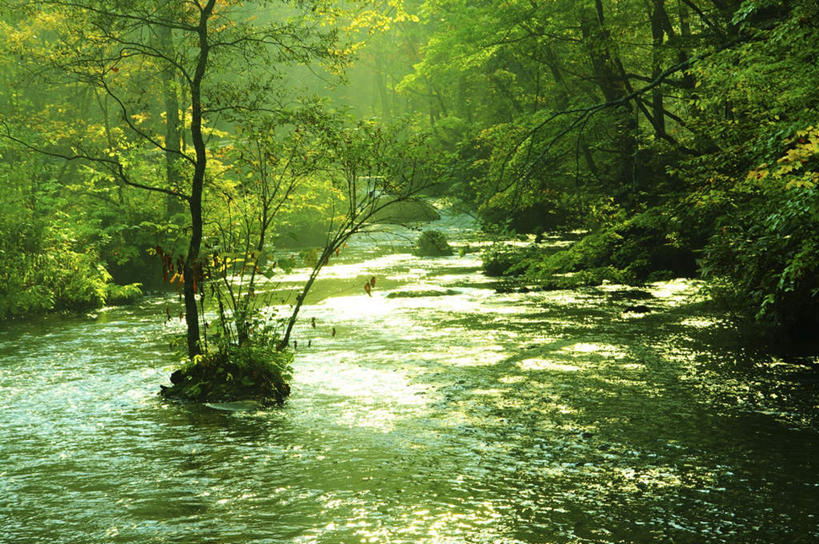 无人,横图,室外,白天,正面,旅游,河流,礁石,石头,美景,森林,树林,水,植物,日本,亚洲,阴影,朦胧,模糊,光线,石子,影子,河水,景观,水流,树,树木,绿色,小溪,阳光,自然,溪水,景色,生长,成长,自然风光,东亚,本州,本州岛,日本国,青森,青森县,东北地方,十和田市,十和田,礁,石块,岩石,彩图,游览