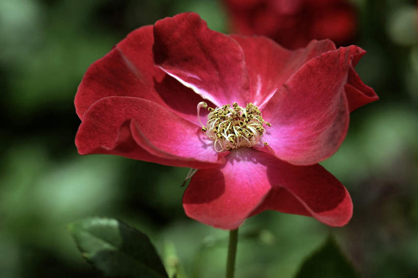 无人,横图,室外,白天,正面,爱情,旅游,幸福,纯洁,热情,美景,玫瑰,叶子,日本,亚洲,朦胧,模糊,盛开,景观,绿叶,玫瑰花,浪漫,花蕾,花,花瓣,花朵,鲜花,一朵,红色,自然,花苞,花蕊,温暖,温馨,嫩叶,景色,恩爱,大阪,和睦,自然风光,感动,东亚,本州,大阪府,本州岛,日本国,近畿地方,近畿,尊敬,天真,刺玫花,徘徊花,叶,叶片,彩图,游览,融洽