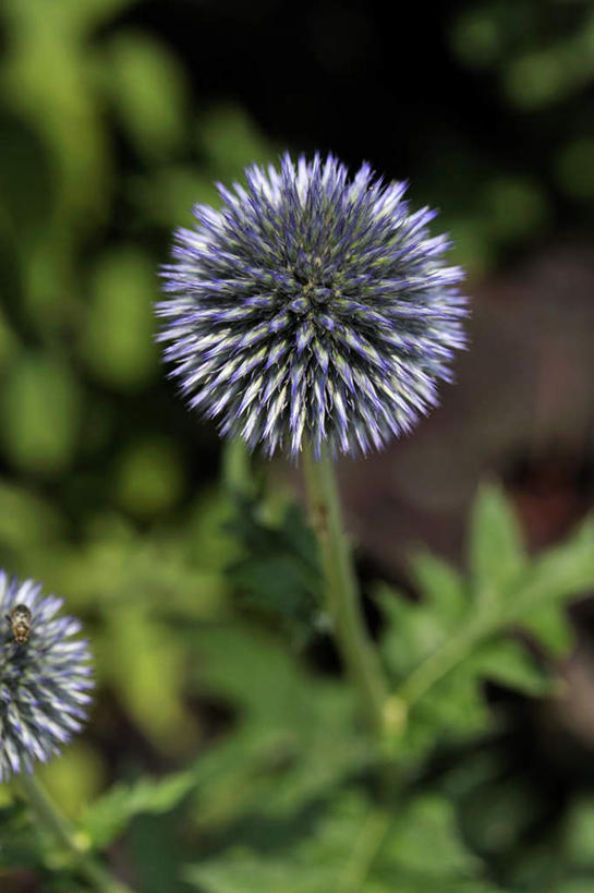 无人,竖图,俯视,室外,特写,白天,旅游,美景,植物,静物,叶子,日本,亚洲,朦胧,模糊,盛开,景观,绿叶,草药,药草,花蕾,中药,花,花瓣,花朵,鲜花,蓝色,自然,花苞,花蕊,嫩叶,蓟,景色,大阪,自然风光,药材,中草药,东亚,中药材,本草,大蓟,本州,大阪府,本州岛,日本国,近畿地方,近畿,刺蓟,山萝卜,叶,叶片,彩图,高角度拍摄,游览