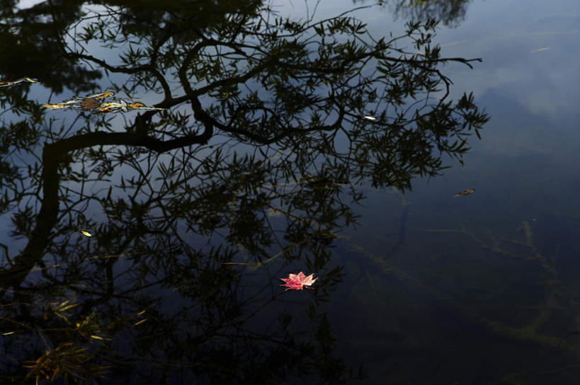 无人,横图,俯视,室外,白天,旅游,河流,美景,水,植物,叶子,日本,亚洲,一棵,一片,朦胧,模糊,液体,池塘,河水,景观,水滴,水流,枫叶,枯叶,落叶,树,树木,黄色,红色,绿色,自然,景色,生长,成长,枫树叶,自然风光,东亚,本州,本州岛,日本国,东北地方,福岛,福岛县,叶,叶片,彩图,高角度拍摄,游览
