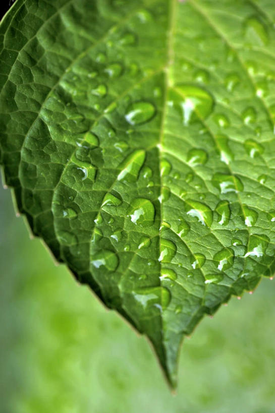 无人,竖图,俯视,室外,特写,白天,旅游,美景,水,植物,露水,静物,叶子,朦胧,模糊,纹理,液体,景观,水滴,绿叶,水珠,绿色,自然,露珠,嫩叶,景色,生机,自然风光,肌理,灵动,叶,叶片,叶脉,彩图,高角度拍摄,游览