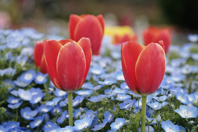 无人,横图,室外,特写,白天,正面,爱情,旅游,度假,草地,草坪,美景,植物,郁金香,叶子,日本,亚洲,阴影,朦胧,模糊,盛开,光线,影子,景观,绿叶,祝福,花蕾,娱乐,草,花,花瓣,花朵,鲜花,红色,绿色,阳光,自然,花苞,花蕊,享受,休闲,嫩叶,景色,放松,表白,自然风光,荣誉,东亚,本州,本州岛,日本国,近畿地方,近畿,兵库,兵库县,永恒,叶,叶片,郁香,洋荷花,草麝香,彩图