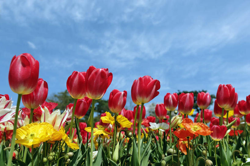 无人,横图,室外,特写,白天,仰视,爱情,旅游,度假,草地,草坪,美景,植物,郁金香,叶子,日本,亚洲,阴影,朦胧,模糊,盛开,光线,影子,景观,绿叶,祝福,花蕾,娱乐,草,花,花瓣,花朵,鲜花,红色,绿色,阳光,自然,花苞,花蕊,享受,休闲,嫩叶,景色,放松,表白,自然风光,荣誉,东亚,本州,本州岛,日本国,近畿地方,近畿,兵库,兵库县,永恒,叶,叶片,郁香,洋荷花,草麝香,彩图,低角度拍摄