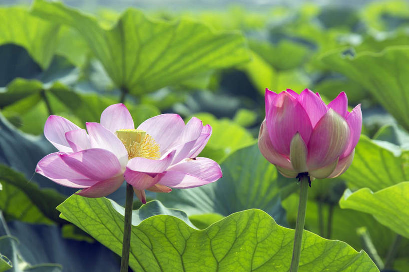 无人,横图,室外,特写,白天,正面,旅游,度假,纯洁,美景,莲花,叶子,日本,亚洲,阴影,朦胧,模糊,盛开,光线,影子,景观,绿叶,花蕾,娱乐,花,花瓣,花朵,鲜花,两朵,粉色,阳光,自然,花苞,花蕊,享受,休闲,嫩叶,景色,放松,富贵,神圣,自然风光,东亚,纯净,本州,本州岛,日本国,近畿地方,近畿,滋贺,滋贺县,六月花神,正直,荷花,六月春,藕花,水芙蓉,叶,叶片,彩图