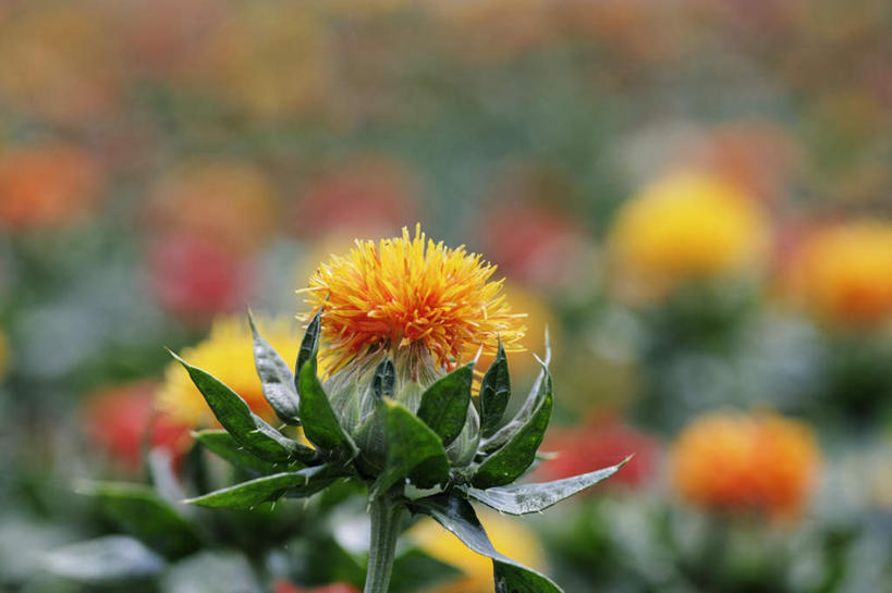 无人,横图,室外,特写,白天,正面,旅游,度假,草地,草坪,美景,植物,日本,亚洲,阴影,朦胧,模糊,盛开,光线,影子,景观,草药,药草,花蕾,娱乐,中药,草,花,花瓣,花朵,鲜花,黄色,绿色,阳光,自然,红花,花苞,花蕊,享受,休闲,景色,放松,自然风光,药材,中草药,东亚,中药材,本草,本州,本州岛,日本国,近畿地方,近畿,兵库,兵库县,杜红花,草红,草红花,彩图