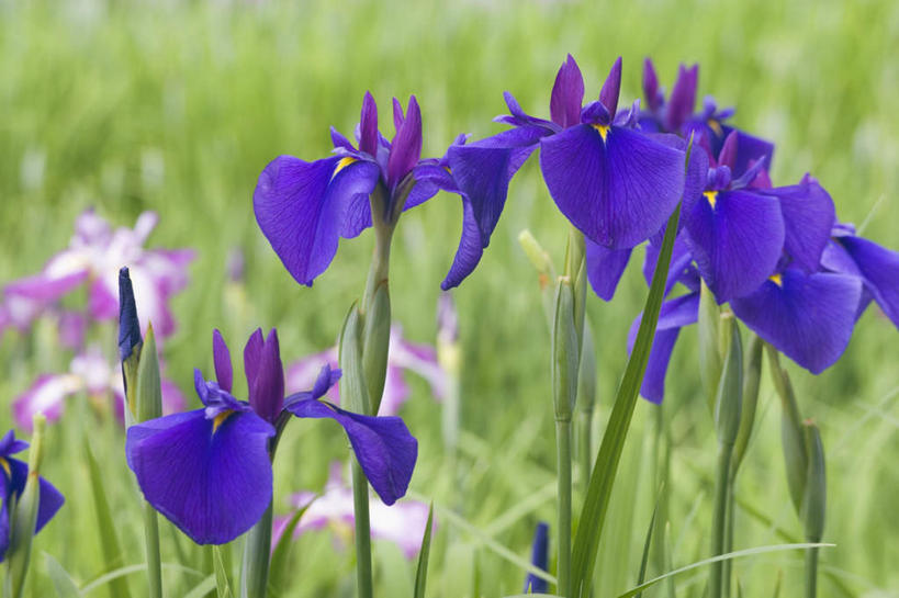 无人,横图,室外,特写,白天,正面,旅游,度假,草地,草坪,美景,植物,日本,亚洲,许多,阴影,朦胧,模糊,盛开,光线,影子,景观,草药,花蕾,娱乐,中药,草,花,花瓣,花朵,鲜花,绿色,紫色,阳光,自然,花苞,花蕊,享受,休闲,景色,放松,鸢尾,自然风光,药材,中草药,东亚,中药材,本草,本州,本州岛,日本国,中国地方,紫蝴蝶,蓝蝴蝶,乌鸢,扁竹花,山口,山口县,彩图