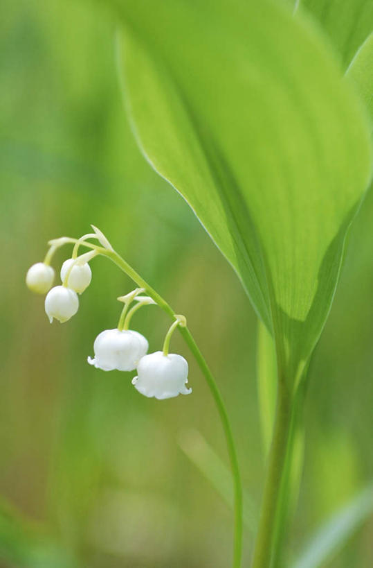 无人,竖图,俯视,室外,特写,白天,旅游,度假,幸福,美景,叶子,长野县,日本,亚洲,许多,阴影,朦胧,模糊,盛开,光线,影子,景观,铃兰花,绿叶,花蕾,娱乐,花,花瓣,花朵,鲜花,白色,阳光,自然,花苞,花蕊,享受,休闲,嫩叶,景色,放松,铃铛花,铃兰,自然风光,东亚,本州,本州岛,日本国,中部地方,长野,君影草,山谷百合,香水花,思念,叶,叶片,彩图,高角度拍摄
