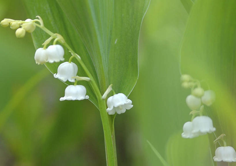 无人,横图,俯视,室外,特写,白天,旅游,度假,幸福,美景,叶子,长野县,日本,亚洲,许多,阴影,朦胧,模糊,盛开,光线,影子,景观,铃兰花,绿叶,花蕾,娱乐,花,花瓣,花朵,鲜花,白色,阳光,自然,花苞,花蕊,享受,休闲,嫩叶,景色,放松,铃铛花,铃兰,自然风光,东亚,本州,本州岛,日本国,中部地方,长野,君影草,山谷百合,香水花,思念,叶,叶片,彩图,高角度拍摄
