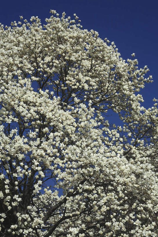 无人,竖图,室外,白天,仰视,旅游,度假,美景,树林,植物,玉兰花,东京,日本,亚洲,阴影,光线,影子,景观,娱乐,树,树木,蓝色,绿色,蓝天,天空,阳光,自然,天,享受,休闲,景色,放松,生长,晴朗,成长,自然风光,东亚,辛夷,木笔,本州,万里无云,关东地方,本州岛,日本国,东京都,木兰花,望春玉兰,辛夷花,晴空,晴空万里,玉兰,应春花,望春花,木兰,彩图,低角度拍摄
