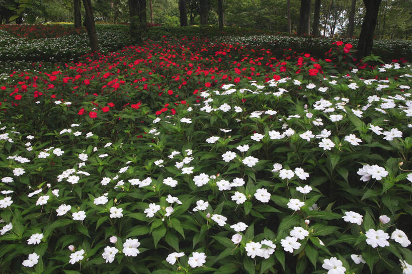 无人,横图,俯视,室外,白天,旅游,度假,草地,草坪,美景,森林,树林,植物,凤仙花,日本,亚洲,阴影,盛开,光线,影子,景观,花蕾,娱乐,草,花,花瓣,花朵,鲜花,树,树木,绿色,白色,阳光,自然,花苞,花蕊,享受,休闲,景色,放松,生长,成长,自然风光,东亚,本州,关东地方,本州岛,日本国,崎玉,崎玉县,金凤花,洒金花,彩图,高角度拍摄