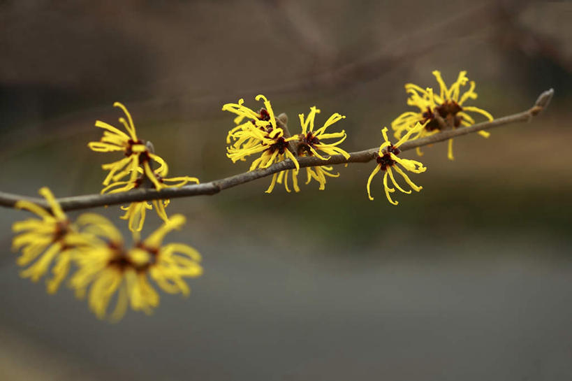 无人,横图,室外,特写,白天,正面,旅游,度假,草地,草坪,河流,美景,水,植物,东京,日本,亚洲,许多,阴影,朦胧,模糊,盛开,光线,影子,河水,景观,水流,花蕾,娱乐,草,花,花瓣,花朵,鲜花,树,树木,黄色,绿色,阳光,自然,花苞,花蕊,享受,休闲,景色,放松,生长,成长,灵感,自然风光,东亚,本州,关东地方,本州岛,日本国,东京都,金缕梅,木里香,牛踏果,彩图