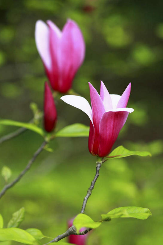 无人,竖图,俯视,室外,特写,白天,旅游,度假,草地,草坪,美景,植物,玉兰花,叶子,东京,日本,亚洲,阴影,朦胧,模糊,盛开,光线,影子,景观,绿叶,花蕾,娱乐,草,花,花瓣,花朵,鲜花,两朵,粉色,绿色,阳光,自然,花苞,花蕊,享受,休闲,嫩叶,景色,放松,自然风光,东亚,辛夷,木笔,本州,关东地方,本州岛,日本国,东京都,木兰花,望春玉兰,辛夷花,叶,叶片,玉兰,应春花,望春花,木兰,彩图,高角度拍摄