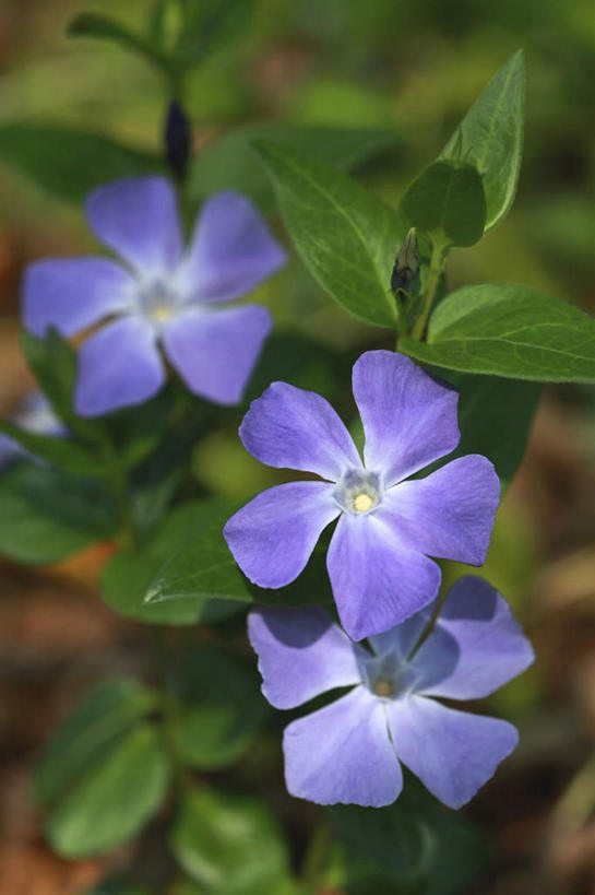 无人,竖图,俯视,室外,特写,白天,旅游,度假,草地,草坪,美景,植物,叶子,东京,日本,亚洲,三朵,阴影,朦胧,模糊,盛开,光线,影子,景观,绿叶,花蕾,娱乐,草,花,花瓣,花朵,鲜花,蓝色,绿色,阳光,自然,花苞,花蕊,享受,休闲,嫩叶,景色,放松,自然风光,东亚,本州,关东地方,本州岛,日本国,东京都,叶,叶片,长春花,彩图,高角度拍摄