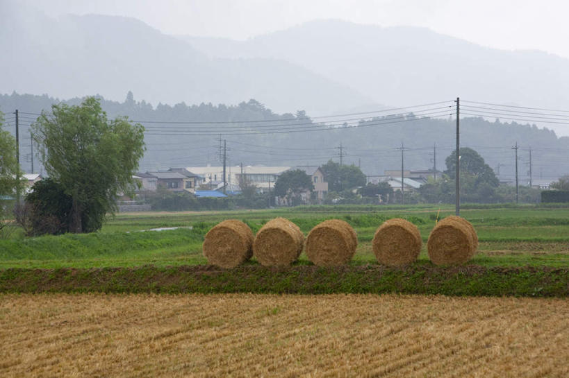 无人,家,农田,横图,室外,白天,正面,旅游,度假,农业,庄稼,农作物,草地,草坪,美景,森林,山,山脉,树林,植物,日本,亚洲,一排,许多,阴影,整齐,光线,影子,房屋,屋子,稻田,景观,山峰,云,云朵,干草,干草堆,山峦,千叶县,云彩,娱乐,楼房,住宅,草,树,树木,排列,蓝色,绿色,白云,蓝天,天空,阳光,自然,草垛,群山,天,享受,休闲,球体,景色,放松,生长,成长,队列,自然风光,圆柱体,东亚,本州,关东地方,本州岛,日本国,千叶,干草垛,彩图,耕地,庄稼田,房子
