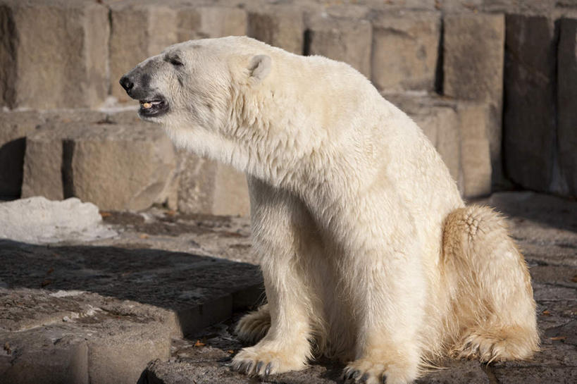 无人,坐,横图,室外,特写,白天,正面,旅游,度假,石头,北极熊,野生动物,熊,阴影,光线,石子,影子,地面,扭头,注视,娱乐,一只,阳光,动物,观察,看,张嘴,转头,享受,休闲,放松,观看,察看,关注,凶猛,张大嘴巴,残暴,凶残,石块,岩石,张开嘴,白熊,坐着,彩图