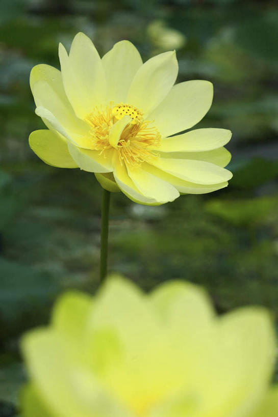 无人,竖图,室外,特写,白天,正面,旅游,度假,纯洁,美景,植物,莲花,叶子,日本,亚洲,朦胧,模糊,盛开,景观,绿叶,娱乐,花,花瓣,花朵,花卉,鲜花,两朵,黄色,自然,花蕊,享受,休闲,嫩叶,景色,放松,富贵,神圣,自然风光,东亚,纯净,本州,关东地方,本州岛,日本国,崎玉,崎玉县,六月花神,正直,荷花,六月春,藕花,水芙蓉,叶,叶片,彩图