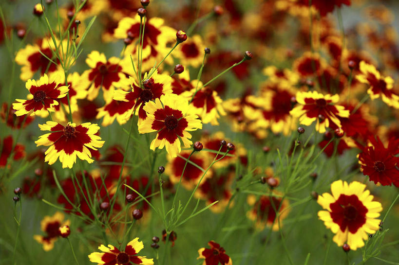 无人,横图,室外,特写,白天,正面,旅游,度假,花海,花圃,美景,植物,叶子,日本,亚洲,许多,朦胧,模糊,盛开,景观,绿叶,花蕾,娱乐,花,花瓣,花朵,花卉,鲜花,黄色,绿色,自然,花丛,花田,花苞,花蕊,享受,休闲,嫩叶,景色,放松,生长,成长,自然风光,东亚,本州,关东地方,本州岛,日本国,金鸡菊,小波斯菊,金钱菊,孔雀菊,崎玉,崎玉县,叶,叶片,彩图
