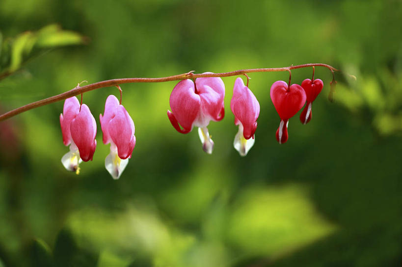 无人,横图,室外,特写,白天,正面,旅游,度假,美景,植物,日本,亚洲,一排,许多,朦胧,模糊,整齐,盛开,景观,娱乐,花,花瓣,花朵,花卉,鲜花,树,树木,树枝,排列,粉色,绿色,自然,花蕊,享受,休闲,景色,放松,同意,生长,成长,接受,队列,自然风光,东亚,荷包牡丹,本州,关东地方,本州岛,日本国,崎玉,崎玉县,铃儿草,兔儿牡丹,鱼儿牡丹,答应,彩图