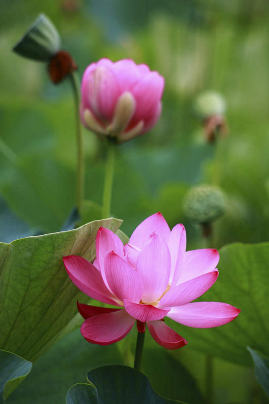 无人,竖图,室外,特写,白天,正面,旅游,度假,纯洁,美景,植物,莲花,日本,亚洲,朦胧,模糊,盛开,景观,娱乐,花,花瓣,花朵,花卉,鲜花,两朵,粉色,自然,花蕊,享受,休闲,景色,放松,富贵,神圣,自然风光,东亚,纯净,本州,关东地方,本州岛,日本国,崎玉,崎玉县,六月花神,正直,荷花,六月春,藕花,水芙蓉,彩图