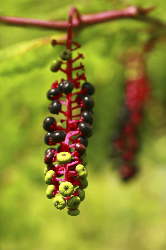 无人,竖图,室外,特写,白天,正面,旅游,度假,美景,植物,浆果,日本,亚洲,许多,悬挂,阴影,朦胧,模糊,光线,影子,景观,娱乐,树枝,黑色,阳光,自然,享受,休闲,景色,放松,自然风光,东亚,本州,关东地方,本州岛,日本国,崎玉,崎玉县,垂序商陆,美国商陆,美洲商陆,商陆,十蕊商陆,彩图