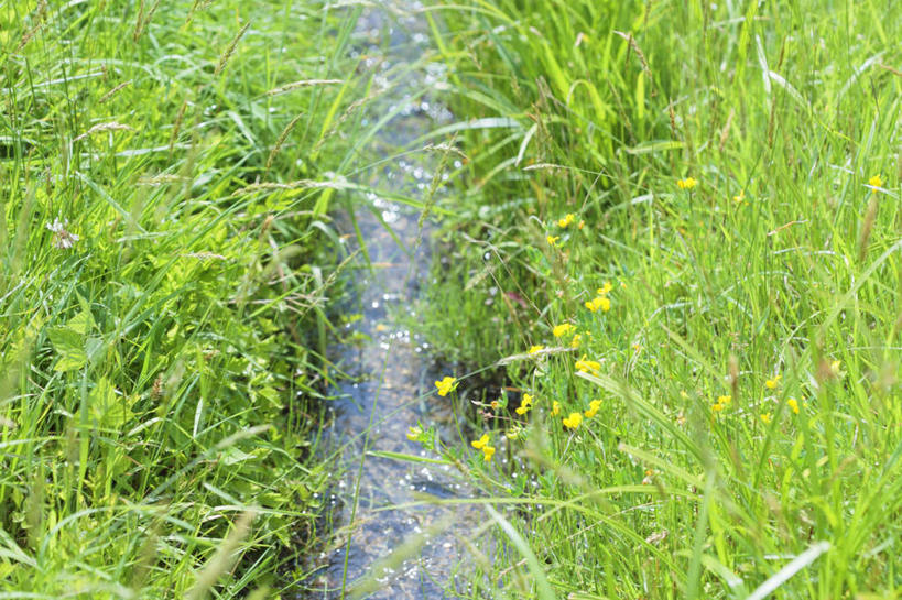 无人,横图,俯视,室外,白天,旅游,度假,草地,草坪,河流,美景,水,植物,日本,亚洲,阴影,光线,影子,河水,景观,水流,娱乐,草,绿色,阳光,自然,享受,休闲,景色,放松,自然风光,东亚,本州,本州岛,日本国,中国地方,鸟取,鸟取县,彩图,高角度拍摄