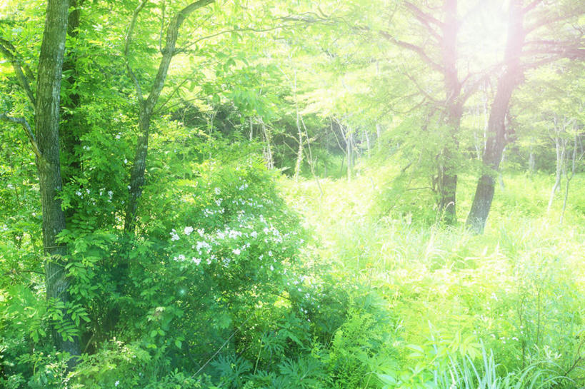 无人,横图,室外,白天,正面,旅游,度假,草地,草坪,美景,植物,日本,亚洲,阴影,朦胧,模糊,光线,影子,景观,娱乐,草,树,树木,绿色,阳光,自然,享受,休闲,景色,放松,生长,成长,闪烁,自然风光,东亚,本州,本州岛,日本国,中国地方,鸟取,鸟取县,彩图