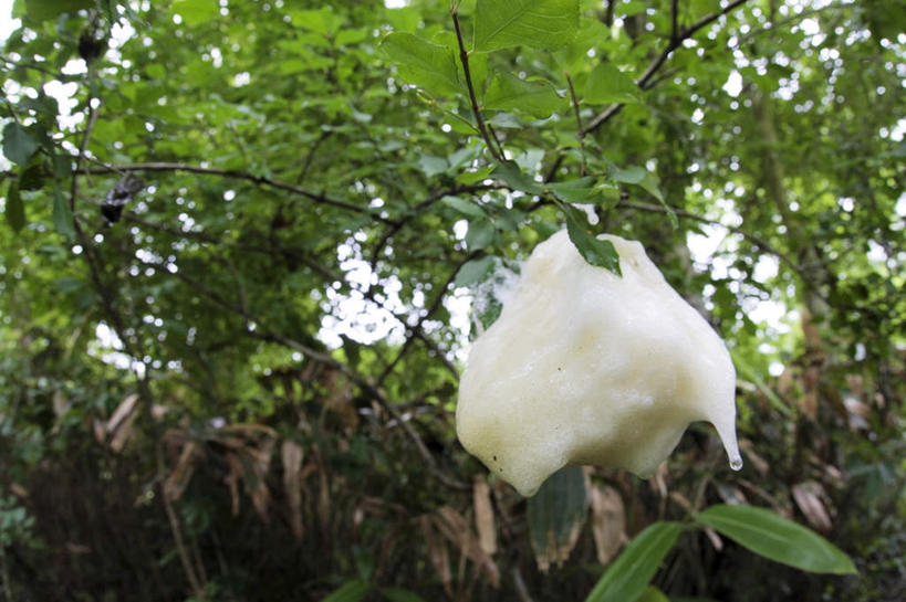 无人,横图,室外,白天,仰视,购物,旅游,度假,消费,美景,植物,袋子,叶子,日本,亚洲,包装袋,手提袋,景观,绿叶,购物袋,娱乐,树,树木,一个,绿色,白色,自然,享受,休闲,嫩叶,景色,放松,金融,生长,单个,成长,购买,自然风光,贸易,东亚,本州,本州岛,日本国,中国地方,鸟取,鸟取县,叶,叶片,彩图,低角度拍摄