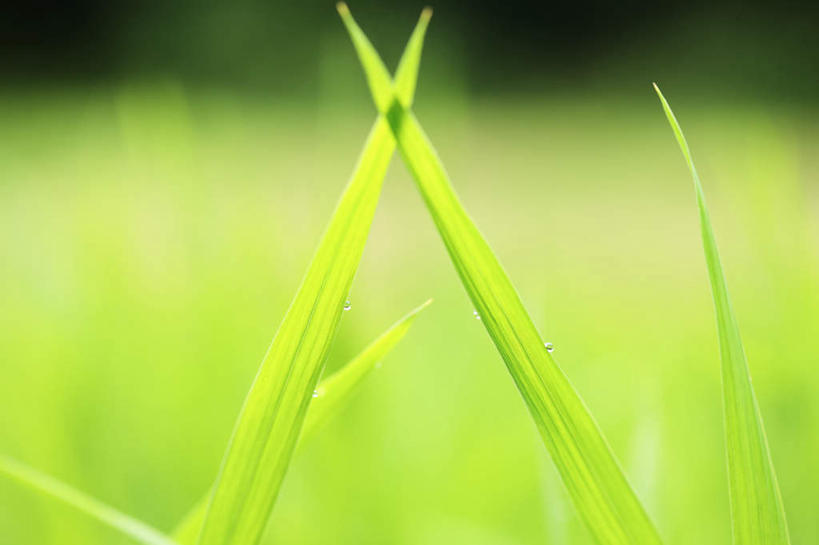 无人,横图,室外,特写,白天,正面,旅游,度假,草地,草坪,美景,植物,日本,亚洲,朦胧,模糊,景观,娱乐,草,绿色,自然,享受,休闲,景色,放松,生机,自然风光,东亚,本州,本州岛,日本国,中国地方,灵动,鸟取,鸟取县,彩图