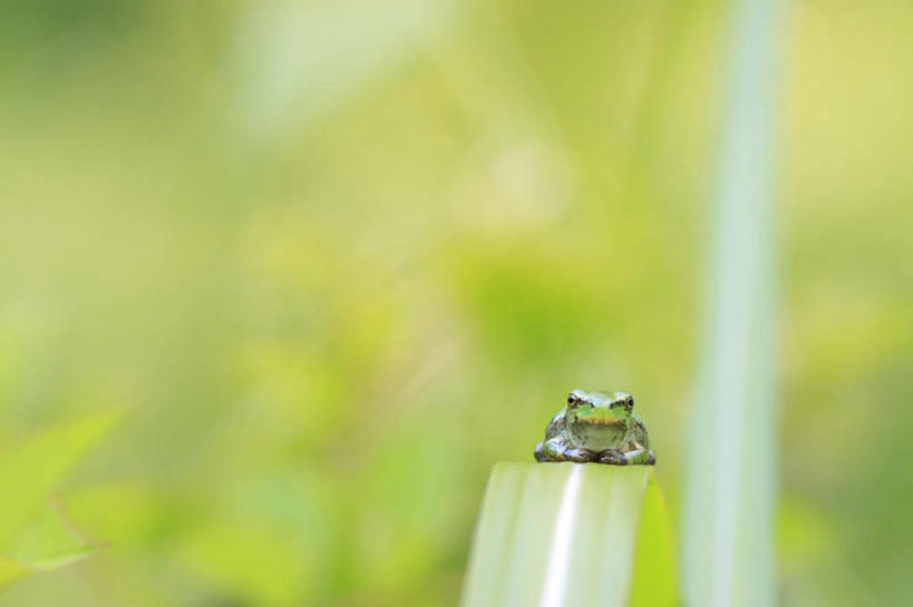 无人,坐,横图,室外,特写,白天,正面,旅游,度假,美景,青蛙,野生动物,日本,亚洲,朦胧,模糊,景观,娱乐,树干,一只,自然,动物,享受,休闲,景色,放松,可爱,活泼,自然风光,东亚,本州,本州岛,日本国,中国地方,鸟取,鸟取县,坐着,彩图,全身