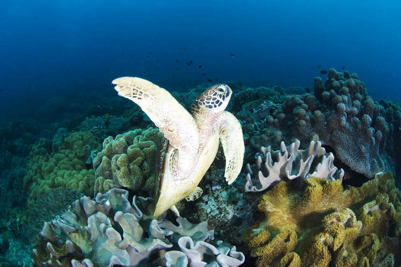 游泳,无人,横图,室外,白天,侧面,海底,水下,海浪,海洋,龟,珊瑚,浪花,水底,珊瑚礁,海洋生物,一只,海水,健康,海底世界,水生动物,坚定,水生物,海景,海底动物,海底礁,长寿,大海,风浪,海,海床,海水的波动,礁,近岸浪,岩石,涌浪,海龟,彩图,全身