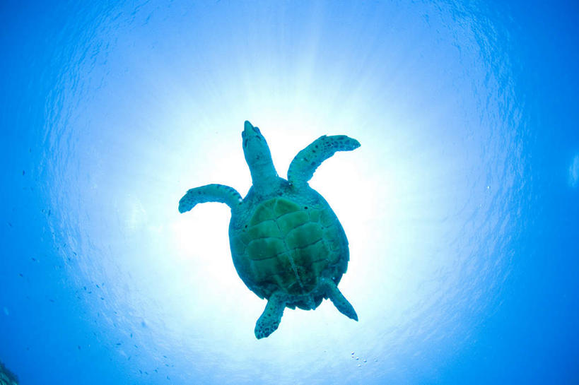 游泳,无人,横图,室外,白天,仰视,海底,水下,海浪,海洋,龟,浪花,水底,海洋生物,一只,海水,健康,海底世界,水生动物,坚定,水生物,海景,海底动物,长寿,大海,风浪,海,海床,海水的波动,近岸浪,涌浪,海龟,彩图,低角度拍摄,全身