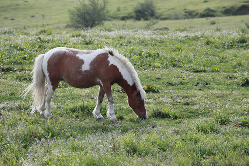 无人,站,横图,室外,白天,侧面,旅游,度假,草地,草坪,美景,植物,马,野生动物,日本,亚洲,弯腰,景观,棕色,注视,娱乐,草,一只,绿色,自然,动物,观察,看,站着,享受,休闲,景色,放松,运输,牲畜,观看,察看,关注,自然风光,东亚,日本国,九州本岛,九州,九州岛,九州地方,熊本,熊本县,弯身,站立,彩图,全身