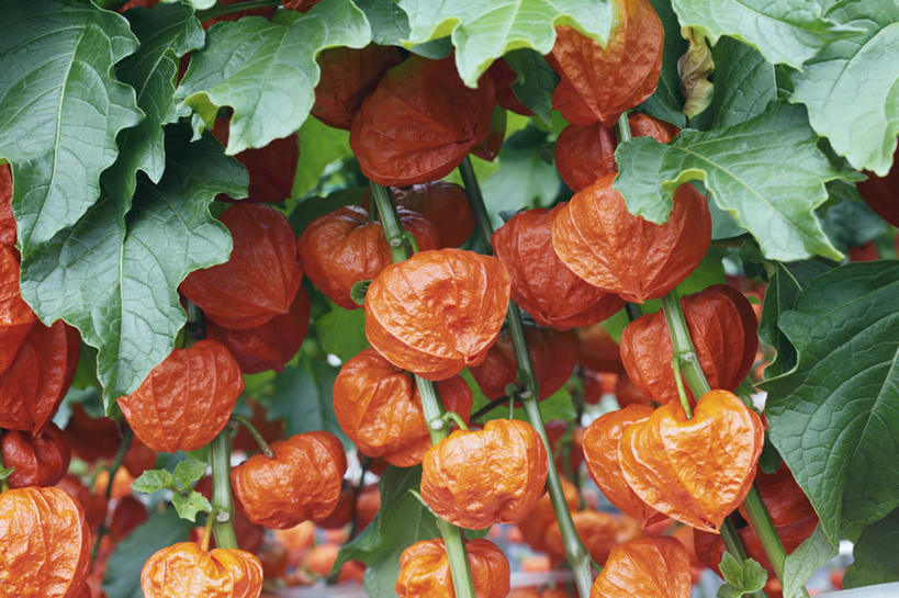 无人,横图,室外,白天,仰视,旅游,度假,美景,植物,叶子,京都,日本,亚洲,许多,盛开,景观,绿叶,娱乐,花,花瓣,花朵,花卉,鲜花,红色,自然,花蕊,享受,休闲,嫩叶,景色,放松,京都府,自然风光,东亚,灯笼草,沙灯笼,天泡子,水灯笼,打卜草,打额泡,天泡草,王母珠,小酸浆,本州,本州岛,日本国,近畿地方,近畿,叶,叶片,彩图,低角度拍摄