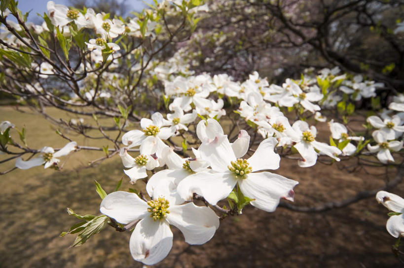 无人,横图,室外,特写,白天,正面,旅游,度假,美景,植物,玉兰花,东京,日本,亚洲,许多,阴影,盛开,光线,影子,景观,娱乐,花,花瓣,花朵,花卉,鲜花,树,树干,树木,绿色,白色,阳光,自然,花蕊,享受,休闲,景色,放松,生长,成长,自然风光,东亚,辛夷,木笔,本州,关东地方,本州岛,日本国,东京都,木兰花,望春玉兰,辛夷花,玉兰,应春花,望春花,木兰,彩图