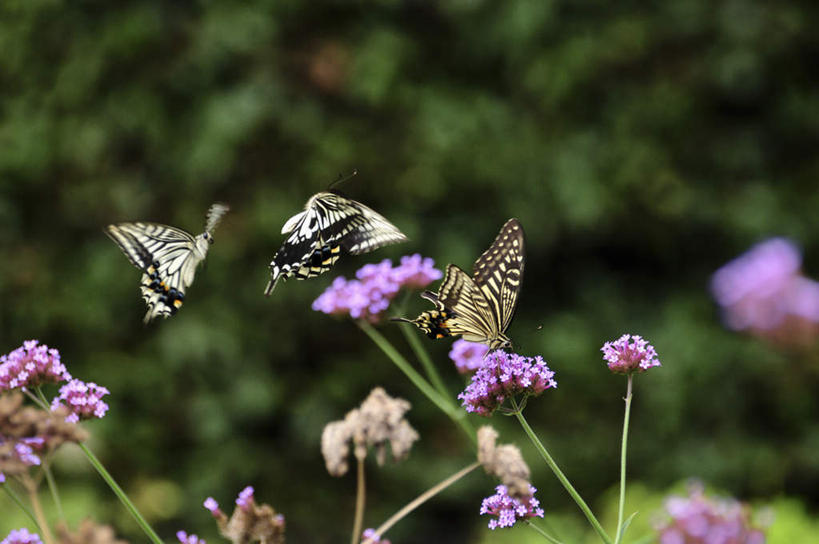 无人,横图,室外,白天,侧面,旅游,度假,美景,植物,蝴蝶,日本,亚洲,三只,许多,飞翔,朦胧,模糊,盛开,飞行,昆虫,景观,千叶县,翱翔,花蕾,停留,娱乐,飞舞,花,花瓣,花朵,鲜花,树,树木,绿色,白色,黑色,自然,动物,花苞,花蕊,享受,休闲,景色,放松,生长,成长,凤蝶,金凤蝶,停止,航行,飘动,自然风光,益虫,东亚,燕尾蝶,凤尾蝶,本州,关东地方,本州岛,日本国,千叶,遨游,漫游,黄凤蝶,茴香凤蝶,胡萝卜凤蝶,逗留,停顿,彩图,全身