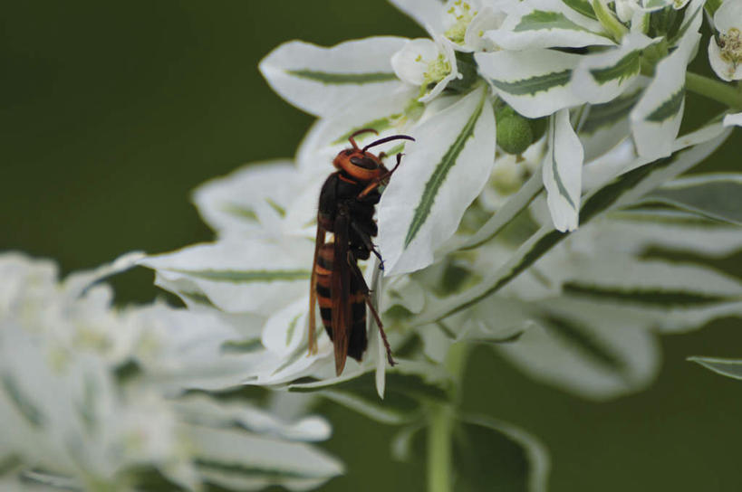 无人,横图,俯视,室外,特写,白天,旅游,度假,美景,叶子,日本,亚洲,许多,朦胧,模糊,盛开,昆虫,景观,绿叶,千叶县,花蕾,娱乐,花,花瓣,花朵,鲜花,一只,白色,自然,动物,花苞,花蕊,享受,休闲,嫩叶,景色,放松,自然风光,黄蜂,益虫,东亚,本州,关东地方,本州岛,日本国,千叶,胡蜂,马蜂,蚂蜂,叶,叶片,彩图,高角度拍摄,全身