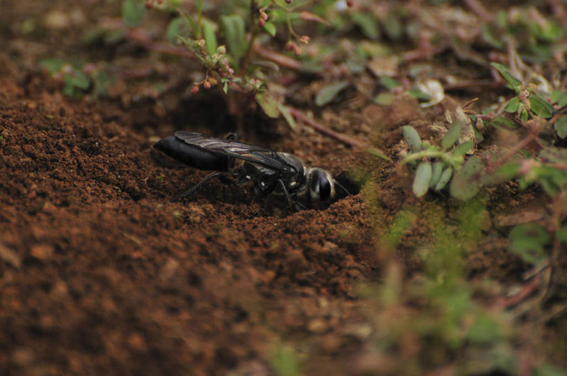 无人,横图,俯视,室外,特写,白天,旅游,度假,草地,美景,植物,日本,亚洲,制作,朦胧,模糊,昆虫,屋子,景观,泥土,千叶县,娱乐,草,一只,绿色,黑色,自然,动物,挖,享受,休闲,景色,放松,建造,自然风光,黄蜂,益虫,东亚,本州,关东地方,本州岛,日本国,千叶,胡蜂,马蜂,蚂蜂,彩图,高角度拍摄,全身
