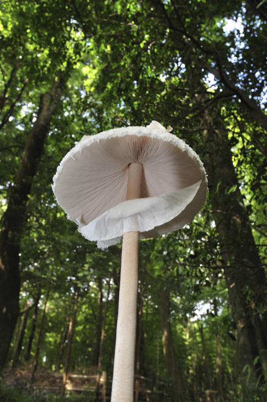 无人,竖图,室外,特写,白天,仰视,旅游,度假,美景,植物,蔬菜,日本,亚洲,新鲜,景观,菌菇,食品,千叶县,一颗,菌类,娱乐,树,树木,食物,蓝色,绿色,白色,蓝天,天空,自然,天,享受,休闲,食用菌,景色,放松,有机食品,绿色食品,生长,晴朗,成长,矗立,自然风光,耸立,东亚,本州,万里无云,关东地方,本州岛,日本国,千叶,挺立,伞菌,晴空,晴空万里,彩图,低角度拍摄