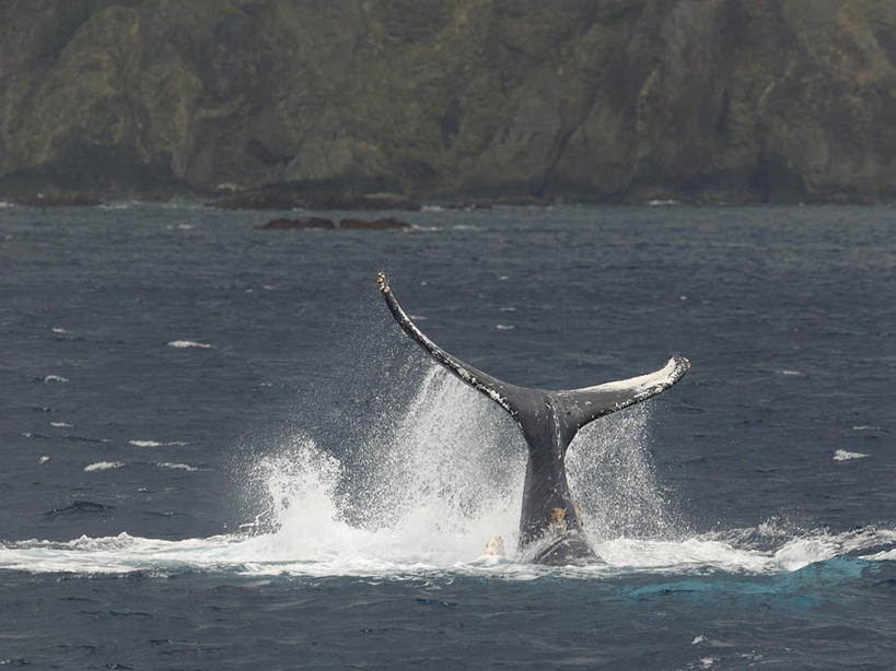 无人,横图,室外,白天,正面,旅游,度假,海浪,海洋,石头,美景,山,山脉,哺乳动物,鲸鱼,东京,日本,亚洲,波纹,石子,景观,浪花,山顶,山峰,涟漪,山峦,娱乐,海洋生物,一只,水纹,自然,海水,动物,波浪,群山,享受,休闲,景色,放松,击打,鲸,座头鲸,自然风光,水生动物,水生物,海景,东亚,海底动物,沉积岩,本州,关东地方,本州岛,日本国,东京都,水晕,鲸类,大翅鲸,巨臂鲸,锯臂鲸,驼背鲸,颠峰,极峰,水成岩,大海,风浪,海,海水的波动,近岸浪,石块,岩石,涌浪,半身,彩图