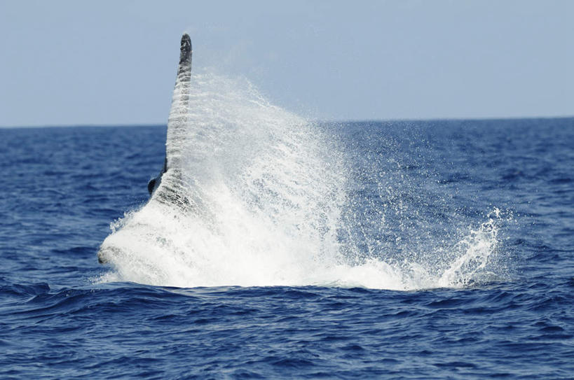 无人,横图,室外,白天,正面,旅游,度假,海浪,海洋,石头,美景,山,山脉,哺乳动物,鲸鱼,东京,日本,亚洲,波纹,石子,景观,浪花,山顶,山峰,水平线,辽阔,海平线,涟漪,山峦,娱乐,海洋生物,一只,水纹,自然,海水,动物,波浪,群山,享受,休闲,广阔,景色,放松,击打,鲸,座头鲸,一望无际,自然风光,水生动物,水生物,海景,东亚,海底动物,沉积岩,本州,关东地方,本州岛,日本国,东京都,水晕,鲸类,大翅鲸,巨臂鲸,锯臂鲸,驼背鲸,无边无际,一马平川,颠峰,极峰,水成岩,大海,风浪,海,海水的波动,近岸浪,石块,岩石,涌浪,半身,彩图,水天相接,水天一线