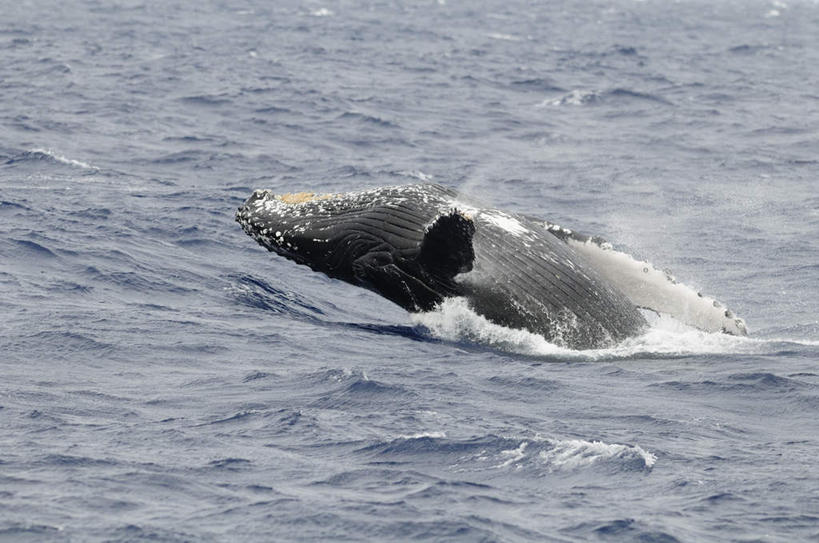 无人,横图,室外,白天,侧面,旅游,度假,海浪,海洋,美景,哺乳动物,鲸鱼,东京,日本,亚洲,波纹,景观,浪花,涟漪,娱乐,海洋生物,一只,水纹,自然,海水,动物,波浪,享受,休闲,景色,放松,击打,鲸,座头鲸,自然风光,水生动物,水生物,海景,东亚,海底动物,本州,关东地方,本州岛,日本国,东京都,水晕,鲸类,大翅鲸,巨臂鲸,锯臂鲸,驼背鲸,大海,风浪,海,海水的波动,近岸浪,涌浪,半身,彩图