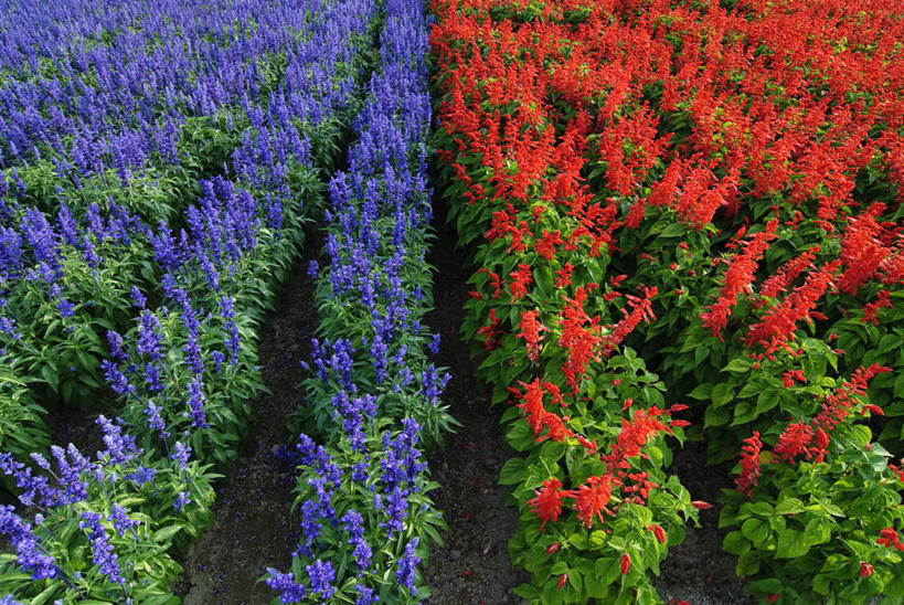 无人,横图,俯视,室外,白天,旅游,度假,草地,草坪,美景,植物,北海道,日本,亚洲,阴影,盛开,光线,影子,景观,花蕾,娱乐,草,花,花瓣,花朵,鲜花,树,树木,绿色,紫色,阳光,自然,香草,花苞,花蕊,薰衣草,享受,休闲,景色,放松,恋爱,生长,成长,一串红,自然风光,东亚,日本国,北海道地方,北海道岛,爆仗红,灵香草,黄香草,炮仗红,彩图,高角度拍摄