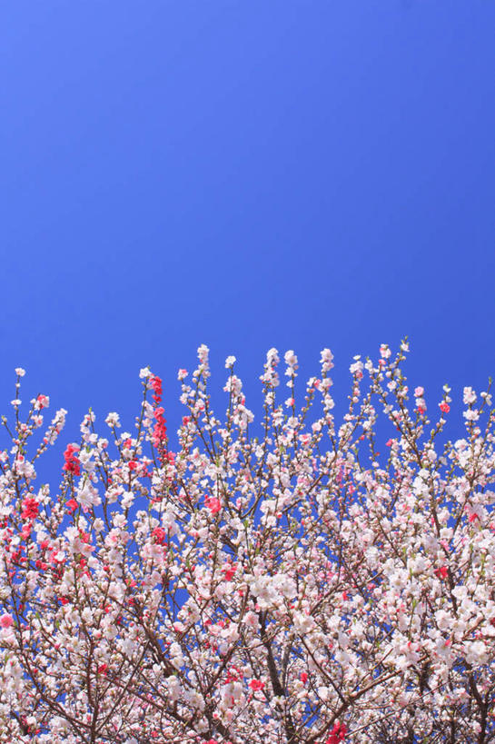 无人,竖图,室外,白天,仰视,爱情,旅游,度假,美景,植物,桃花,长野县,日本,亚洲,阴影,盛开,光线,影子,景观,云,云朵,花蕾,云彩,娱乐,花,花瓣,花朵,鲜花,树,树木,桃树,粉色,蓝色,绿色,白云,蓝天,天空,阳光,自然,天,花苞,花蕊,享受,休闲,景色,放松,生长,成长,俘虏,自然风光,东亚,本州,本州岛,日本国,中部地方,长野,彩图,低角度拍摄