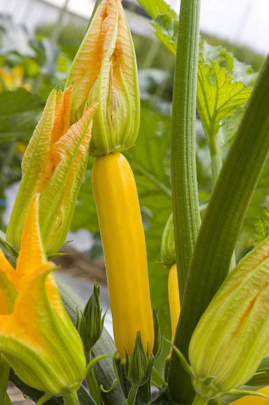 无人,菜园,农田,竖图,俯视,室外,白天,旅游,度假,庄稼,农作物,蔬菜,叶子,许多,阴影,新鲜,光线,影子,丝瓜,食品,绿叶,娱乐,食物,黄色,蓝色,蓝天,天空,阳光,天,享受,休闲,嫩叶,放松,有机食品,绿色食品,叶,叶片,彩图,高角度拍摄,耕地,庄稼田