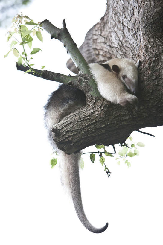 无人,动物园,竖图,室外,白天,仰视,旅游,度假,植物,野生动物,叶子,阴影,光线,影子,绿叶,注视,娱乐,树,树木,一只,绿色,阳光,自然,动物,观察,看,趴着,享受,休闲,嫩叶,放松,可爱,活泼,生长,成长,观看,察看,关注,食蚁兽,叶,叶片,趴,彩图,低角度拍摄,全身