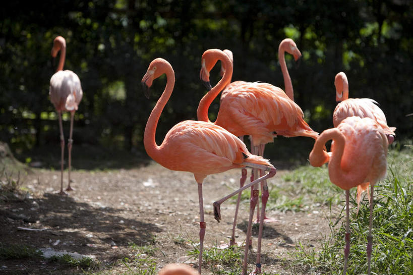 无人,动物园,站,横图,室外,白天,侧面,旅游,度假,草地,草坪,植物,野生动物,四只,阴影,光线,红鹤,火烈鸟,影子,注视,娱乐,草,树,树木,绿色,阳光,自然,动物,观察,看,站着,享受,休闲,放松,可爱,活泼,生长,成长,观看,察看,关注,站立,彩图,全身