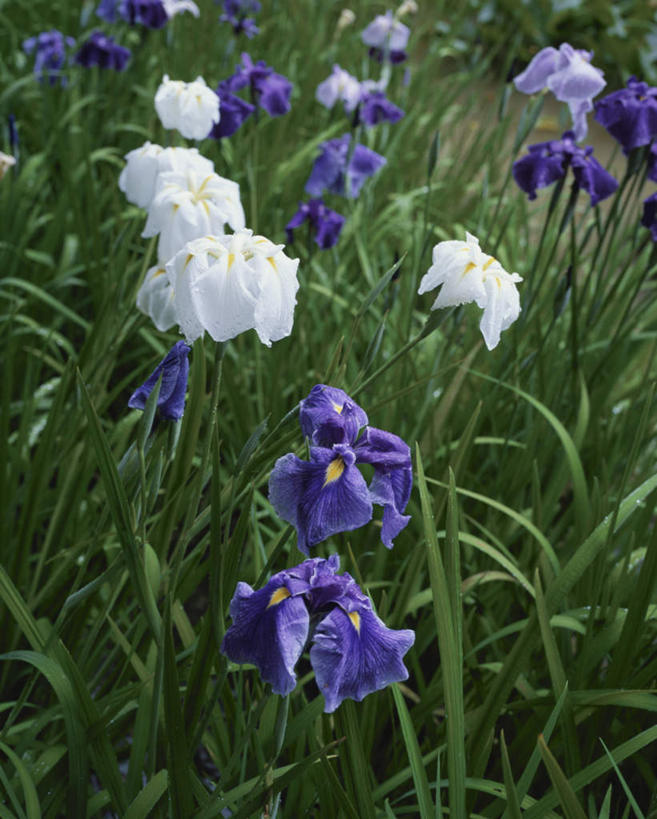 无人,竖图,俯视,室外,白天,旅游,度假,草地,草坪,花海,花圃,美景,植物,叶子,日本,亚洲,阴影,盛开,光线,影子,景观,花蕾,娱乐,草,花,花瓣,花朵,花卉,鲜花,绿色,紫色,白色,阳光,自然,花丛,花束,花田,蝴蝶花,花苞,花蕊,享受,休闲,景色,放松,自然风光,东亚,本州,茨城,茨城县,关东地方,本州岛,日本国,彩图,高角度拍摄