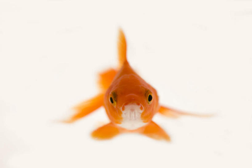 无人,横图,室内,特写,白天,白色背景,正面,一条,金鱼,鱼,注视,鱼类,黄色,观察,看,摄影,影棚,观看,察看,关注,观赏鱼,金鲫鱼,彩图,全身,影棚拍摄,拍摄