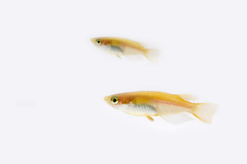 无人,横图,室内,特写,白天,白色背景,正面,两条,鱼,注视,鱼类,黄色,观察,看,摄影,影棚,观看,察看,关注,观赏鱼,青鳉,彩图,全身,影棚拍摄,拍摄